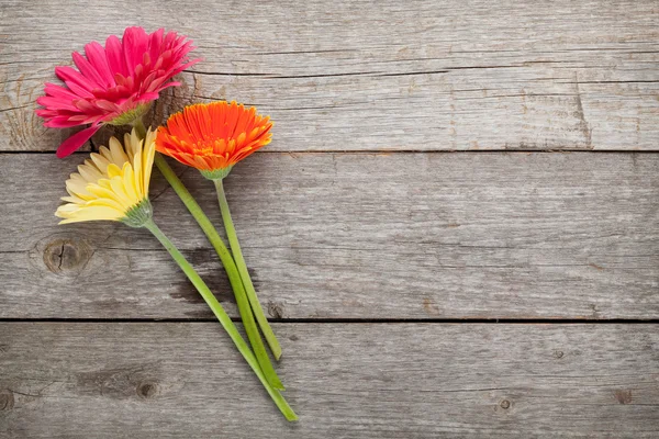 Três flores coloridas de gerbera — Fotografia de Stock