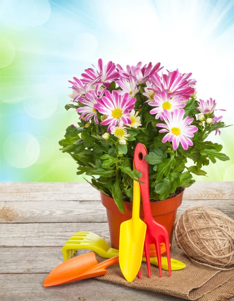 Topfblumen und Gartengeräte — Stockfoto