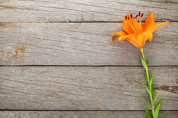 Flor de lírio laranja — Fotografia de Stock