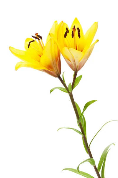 Yellow lily flowers — Stock Photo, Image