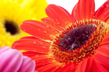 gerbera çiçekleri arka plan