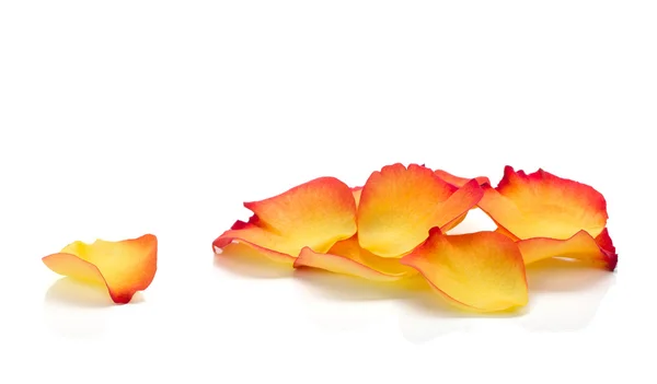 Sarı gül yaprakları — Stok fotoğraf