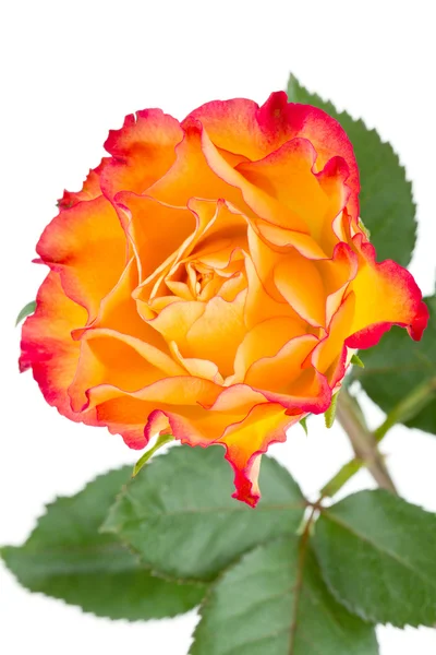 Orange ros blomma — Stockfoto