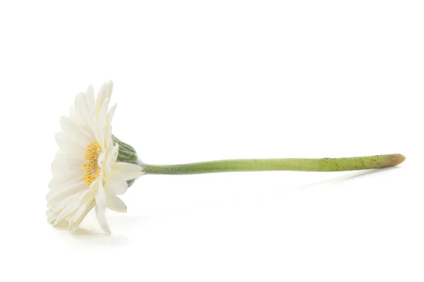 Lying white gerbera flower — Stock Photo, Image