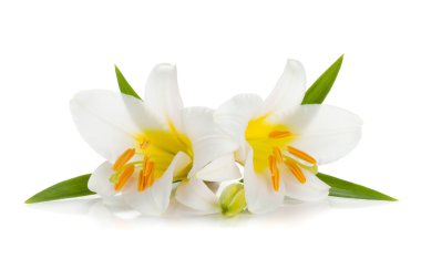 Beyaz Zambak çiçekler