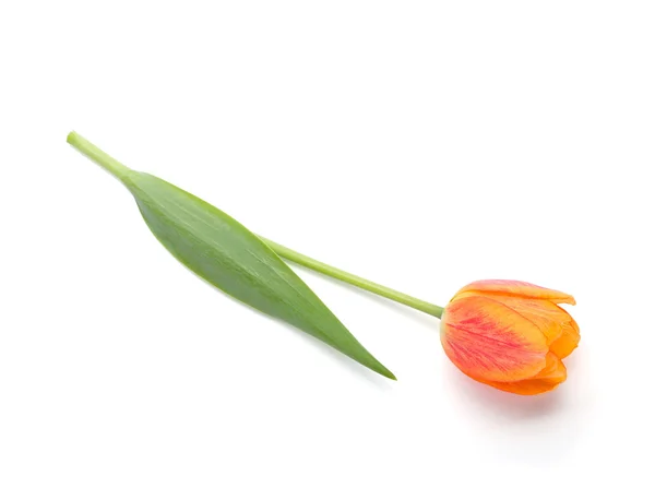 Einzelne orangefarbene Tulpe — Stockfoto