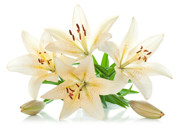 Белый букет Лили
