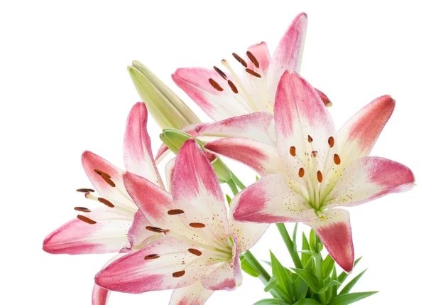 Pink lily bouquet — Stock Photo, Image