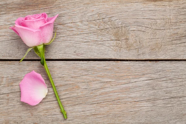 Rosa Rose Blume und Blütenblatt — Stockfoto