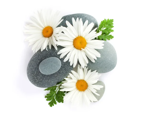 Μαργαρίτα χαμομήλι λουλούδι και θάλασσα πέτρες — Φωτογραφία Αρχείου