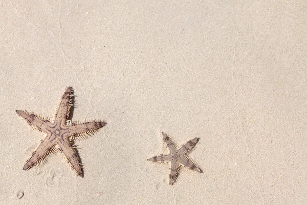 Seastars on the sand of the beach — Stock Photo, Image