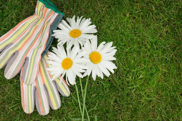 Gartenhandschuhe und Kamillenblüten — Stockfoto