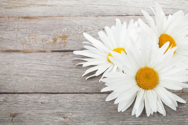 Daisy camomile flowers — Stock Photo, Image