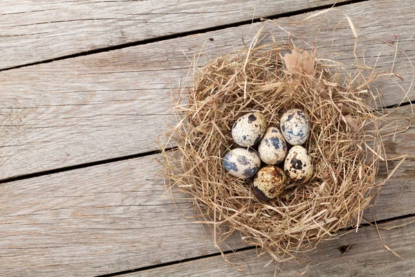 Uova di quaglie nel nido — Foto Stock