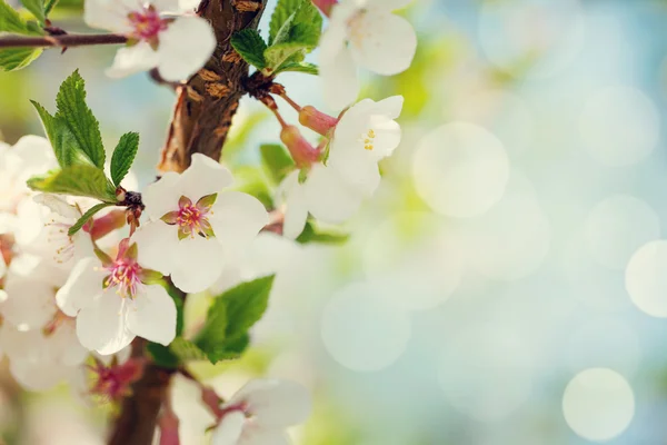 Sakura, Körsbärsblom — Stockfoto