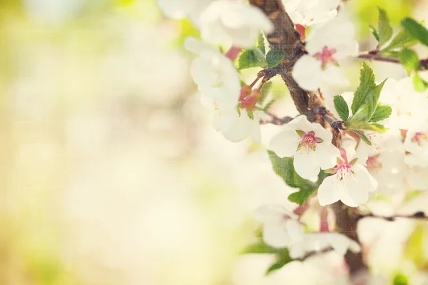 Sakura, Körsbärsblom — Stockfoto