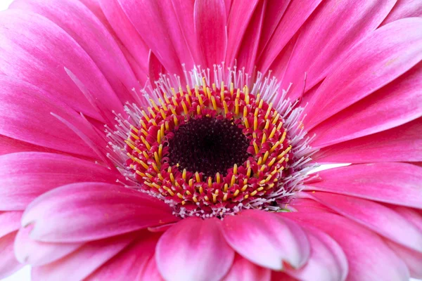 Vaaleanpunainen kukka lähikuva — kuvapankkivalokuva