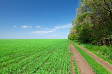 Kırsal yol alan ve orman arasında