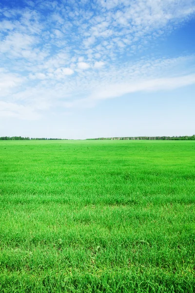 Grönt gräs fält och blå himmel — Stockfoto