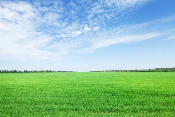 Grönt gräs fält och blå himmel — Stockfoto