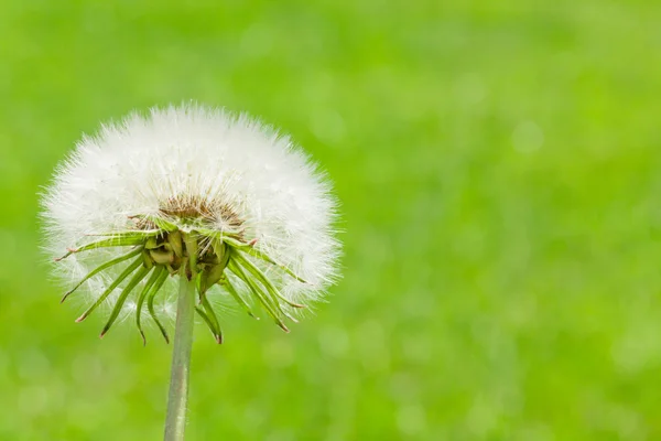 Paardebloem bloem over groene veld — Stockfoto