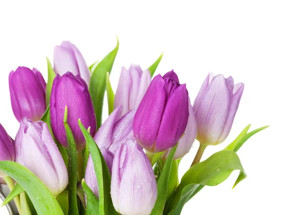 Фиолетовый букет тюльпана — стоковое фото