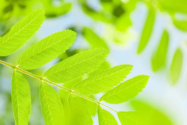 Groene rowan bladeren — Stockfoto