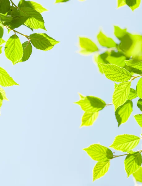 Hojas verdes sobre el cielo —  Fotos de Stock