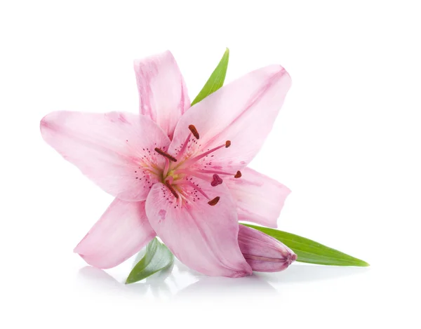 Pink lily květina — Stock fotografie