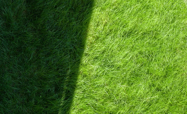 Green grass with shadow — Stock Photo, Image