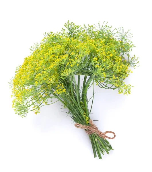 Ervas frescas do jardim. Dill. — Fotografia de Stock