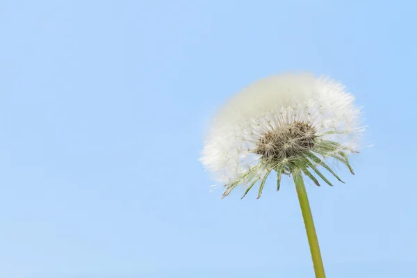 푸른 하늘에 민들레 꽃 — 스톡 사진