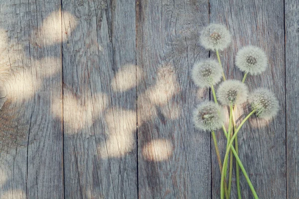 Πικραλίδα λουλούδια στο ξύλο — Φωτογραφία Αρχείου