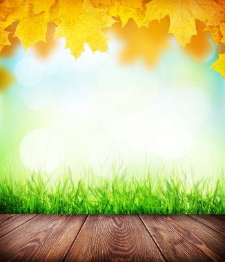 Kat, çim ve bokeh ile sonbahar arka plan