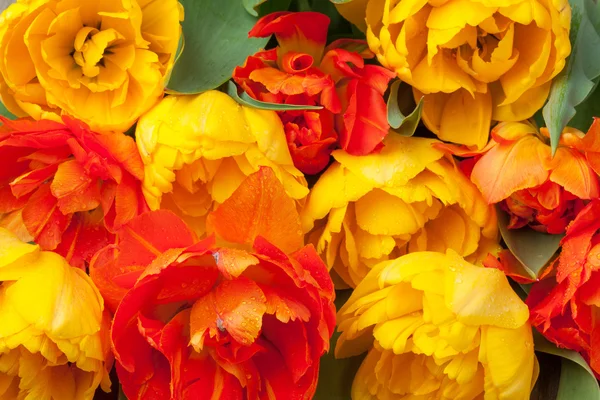 Bunte Tulpenblüten — Stockfoto