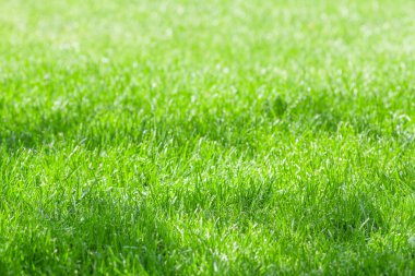 Yeşil Çimen Alanı