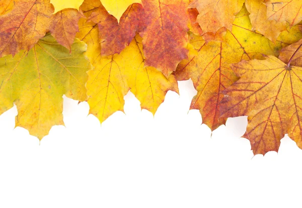 Colorful autumn maple leaves frame — Stock Photo, Image