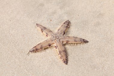Seastar kum Beach üzerinde