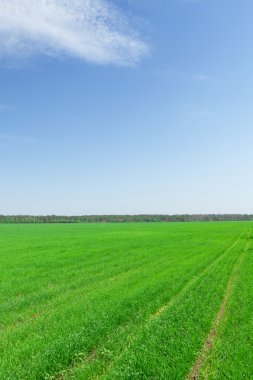 Yeşil Çimen Alanı