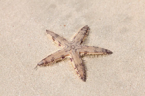 Seastar on sand of beach — Stock Photo, Image