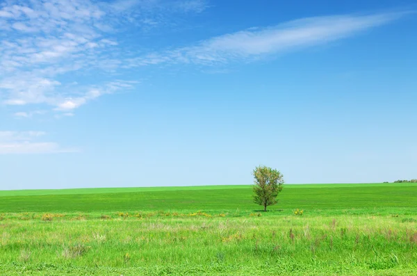 Campo di erba verde — Foto Stock