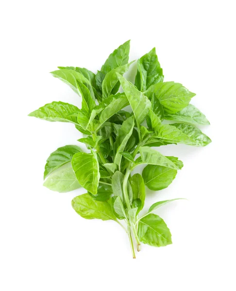 Fresh garden herbs. Green basil — Stock Photo, Image