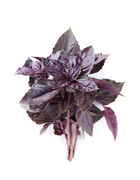 Frische Gartenkräuter. violettes Basilikum — Stockfoto