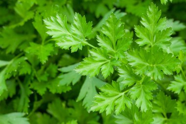 Yeşil bahçe maydanoz