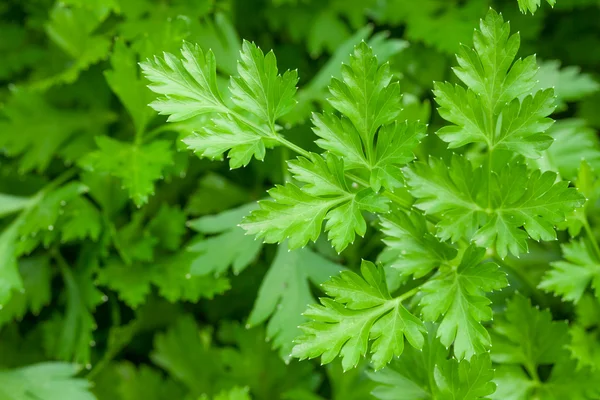 Yeşil bahçe maydanoz