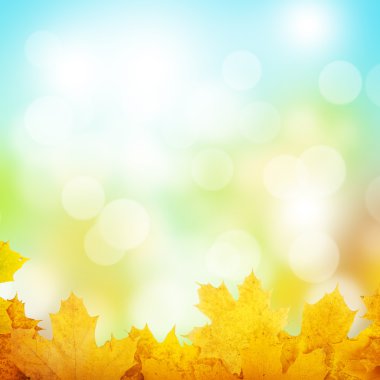 Akçaağaç yapraklı sonbahar arkaplanı