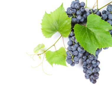 Bir sürü kırmızı üzüm.