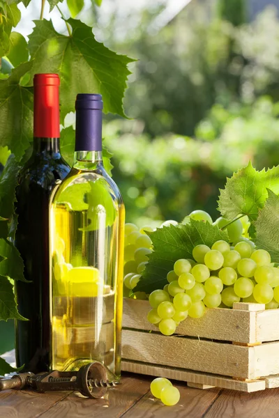 Witte en rode wijnflessen — Stockfoto