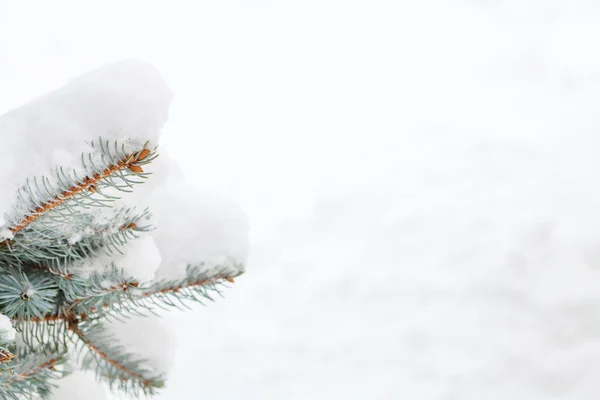 Ramo di abete di neve — Foto Stock