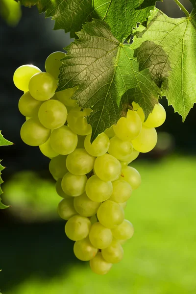 Videira e cacho de uvas — Fotografia de Stock